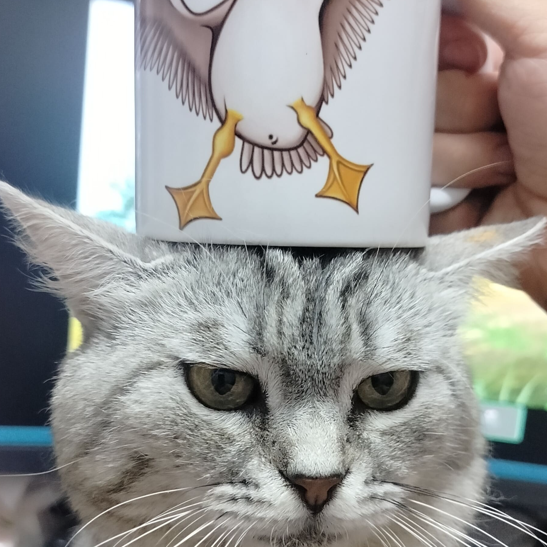 Алиша Сигалл