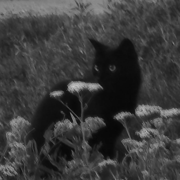 shadow bonniee