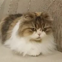 Чия Ацин