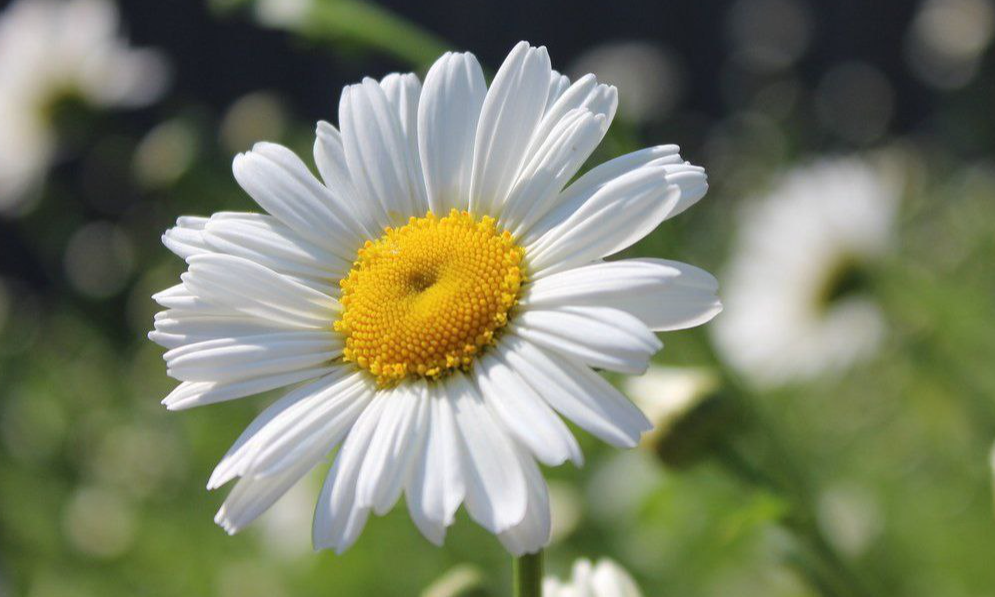 Тетяна Авогадро