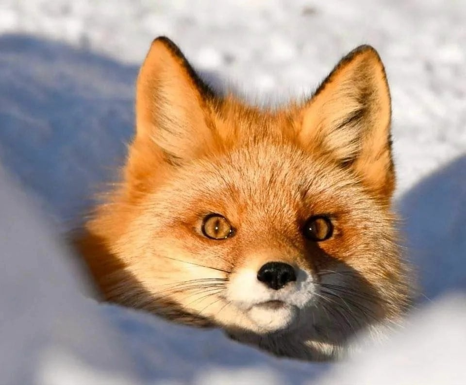 Микаэла Вэйбуш