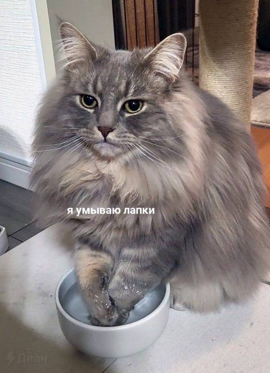 Обложка книги «Я умываю лапки»