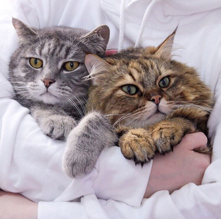 2 кота зовут. Коты на свидании. Влюбленные котики. Звук кошки зовущей котенка. Папа кот и котенок.