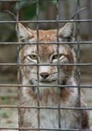 Premium Photo | Close-up portrait of fence in zoo