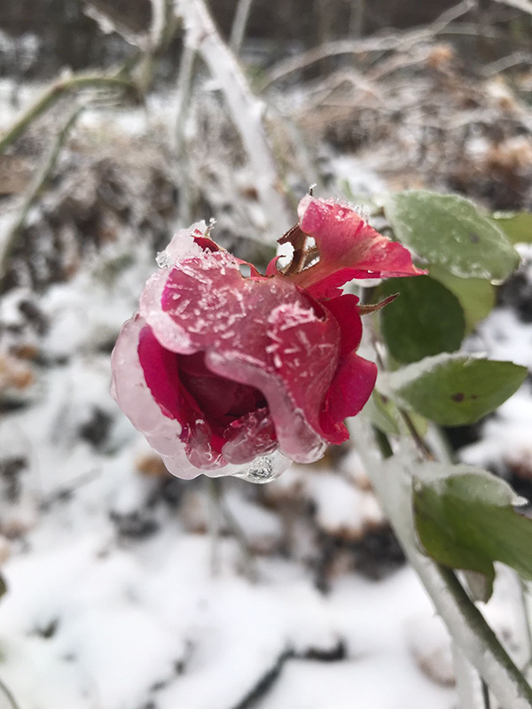 Не могла не поделится такой красотой. Фото из личного архива. Конец декабря 2022 года.