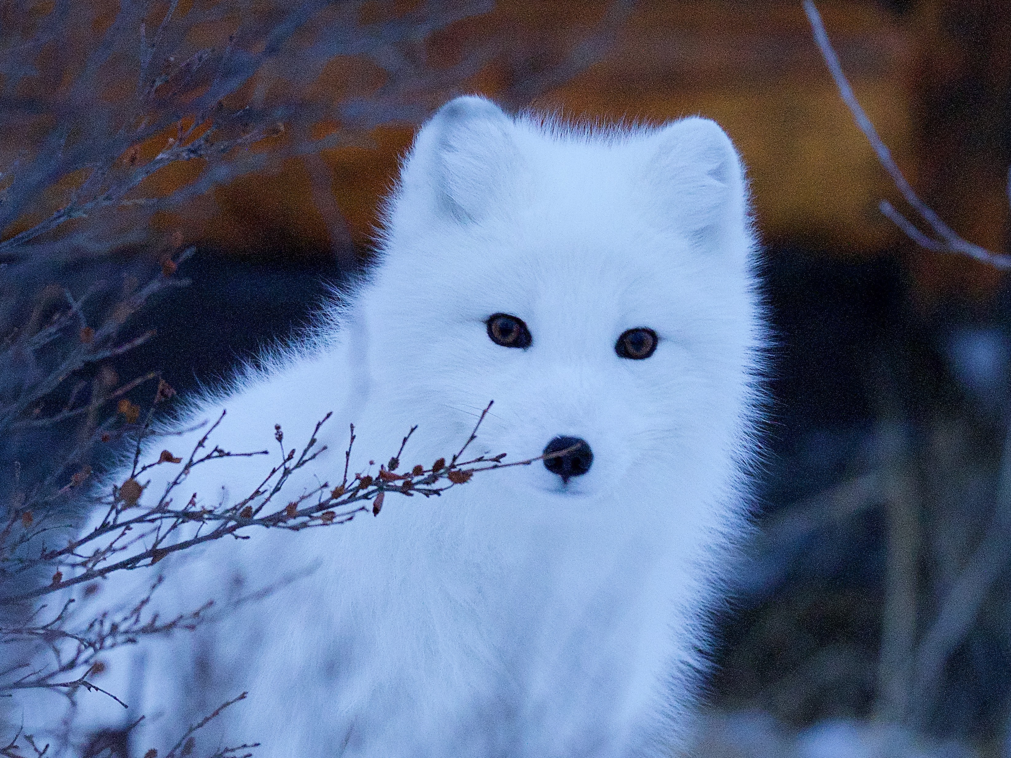 Snow fox. Полярная лисица. Картинки лисы. Писец на востоке. Песец Вынюхивает.